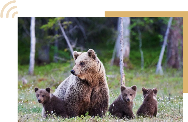 A bear and her cubs in the woods.