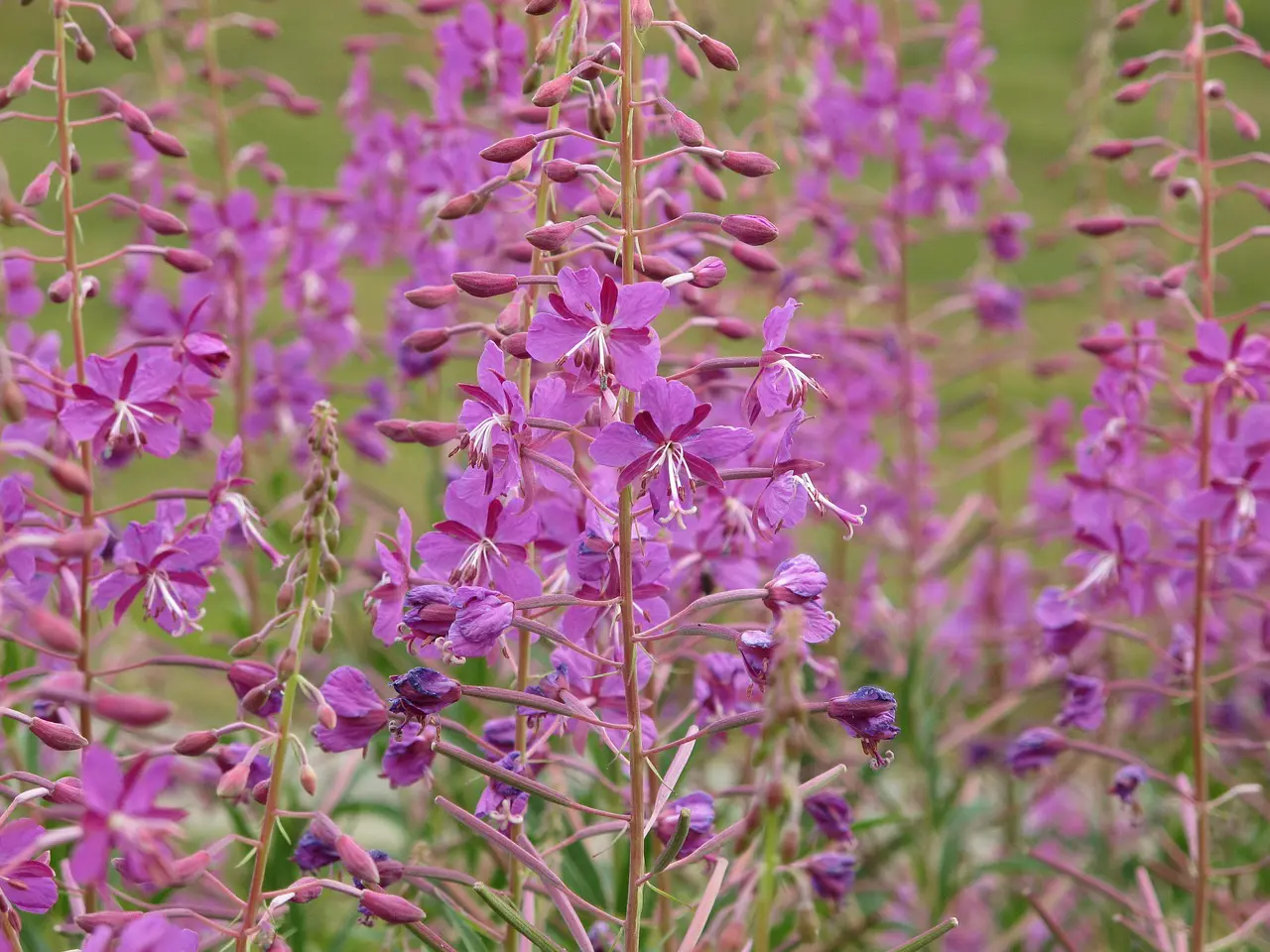 A close up of purple flowers in the grass.