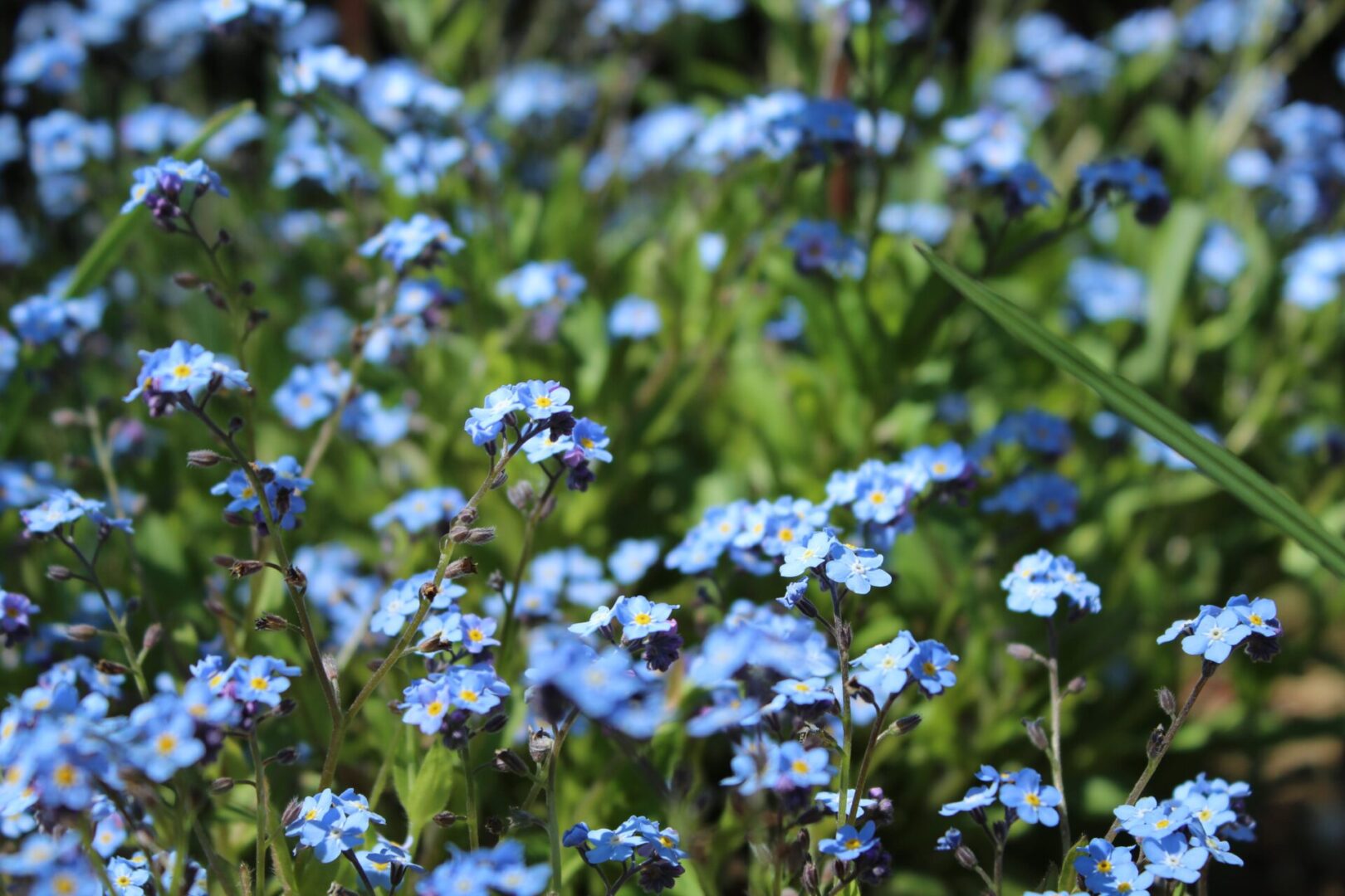 A field of blue flowers in the grass.