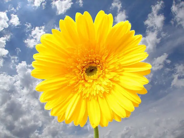 A yellow flower with a sky background